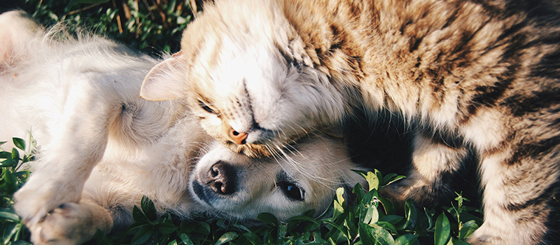 Pets